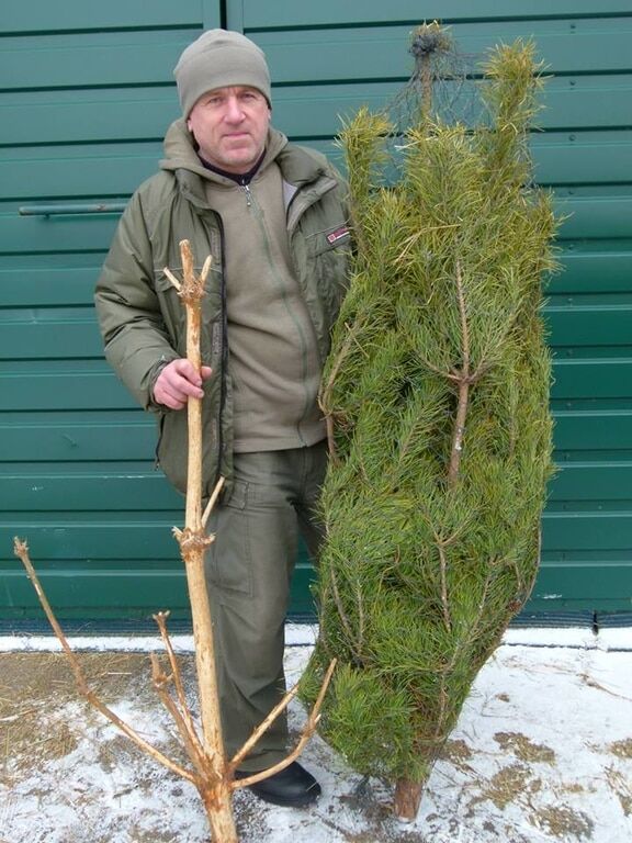 Для оленей Януковича: ненужные елки можно сдать в зоопарк Межигорья 