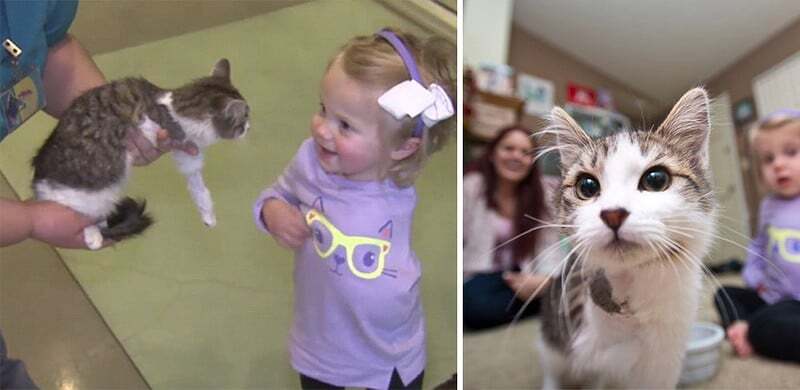 Це доля! Дівчинці з ампутованою рукою подарували особливе кошеня: фото і відеофакт