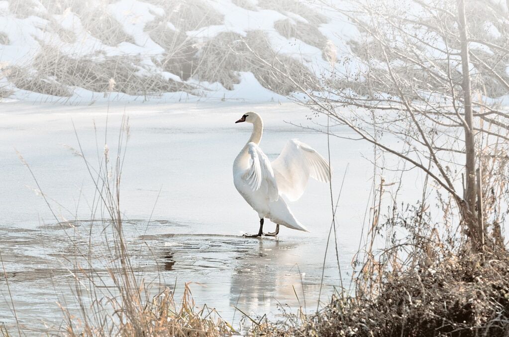 Рожденные в белом: опубликованы лучшие фото лебедей зимой