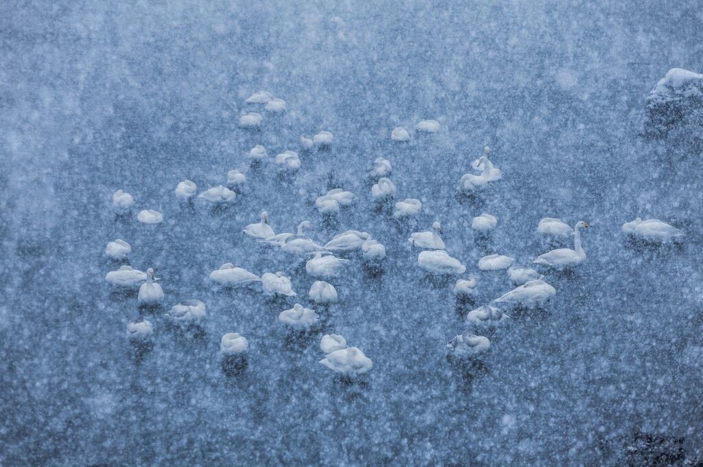 Рожденные в белом: опубликованы лучшие фото лебедей зимой