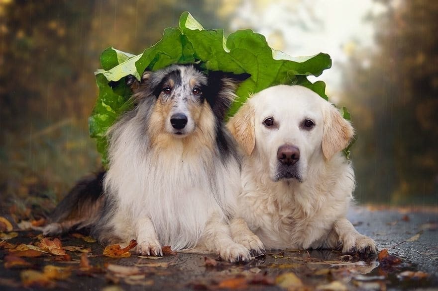 Фотограф делает красочные снимки своей собаки и ее друзей: трогательная подборка