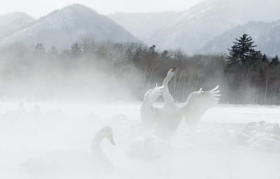 Народжені в білому: опубліковані кращі фото лебедів взимку
