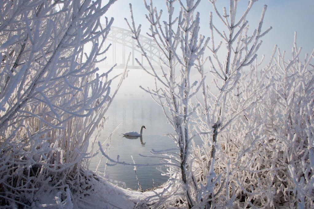 Народжені в білому: опубліковані кращі фото лебедів взимку