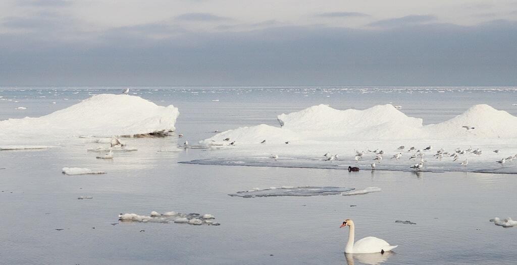 Рожденные в белом: опубликованы лучшие фото лебедей зимой