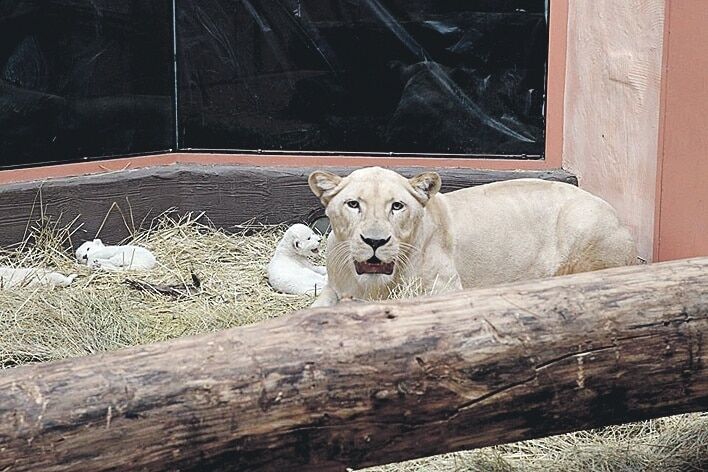 В зоопарке под Киевом родились необычные львята: опубликованы фото
