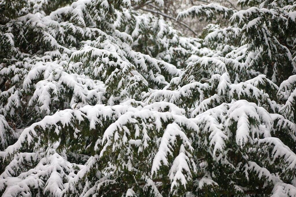 Прилетіла "Снігова королева": блогер показав знімки зимової Праги