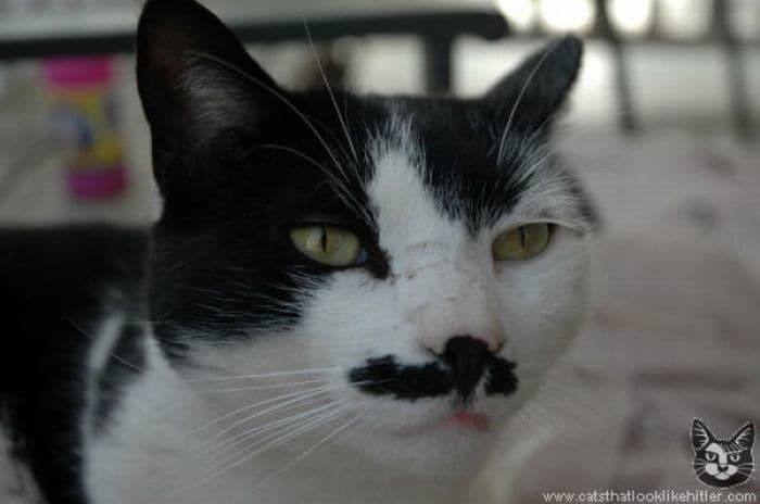 Вчені з'ясували, чому з'являються коти, схожі на Гітлера