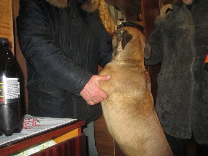 Різдвяне диво в Донецьку: собаку, який їхав в трамваї знайшли господарі