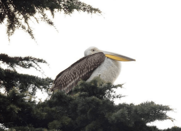 В Ялте на набережной поселился пеликан: фотофакт