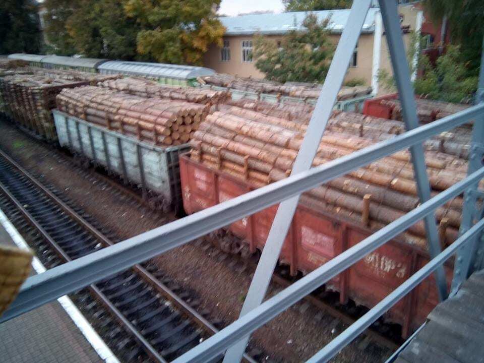 Это ж целый лес: в сети показали масштабы вывоза кругляка в Ивано-Франковске