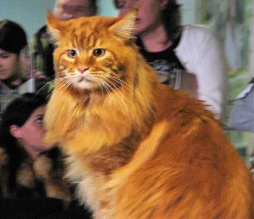 В Києві обрали найбільшого кота України 