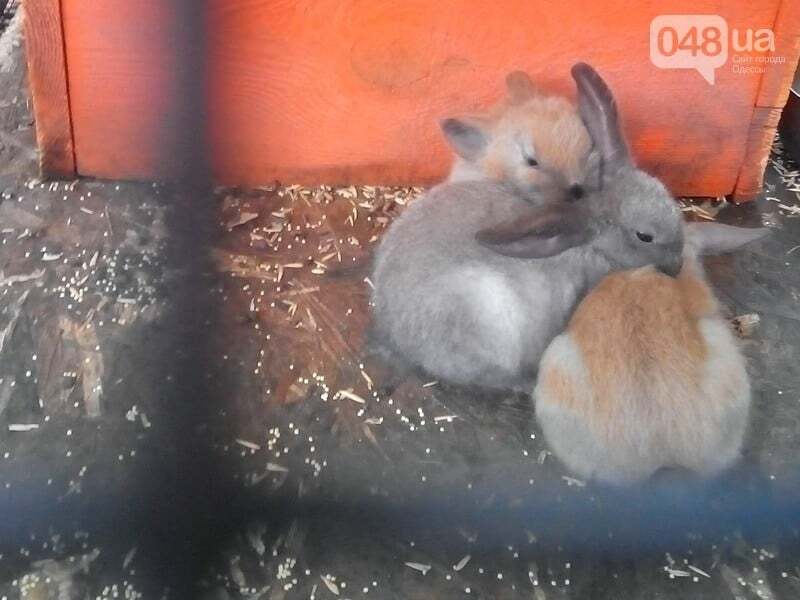 Жуткие условия: в мини-зоопарке Одессы от холода стали умирать животные. Опубликованы фото и видео 