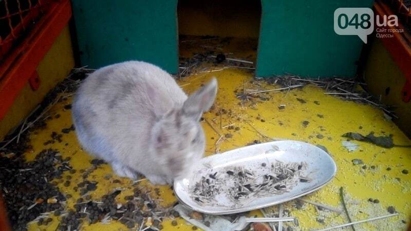 Жуткие условия: в мини-зоопарке Одессы от холода стали умирать животные. Опубликованы фото и видео 