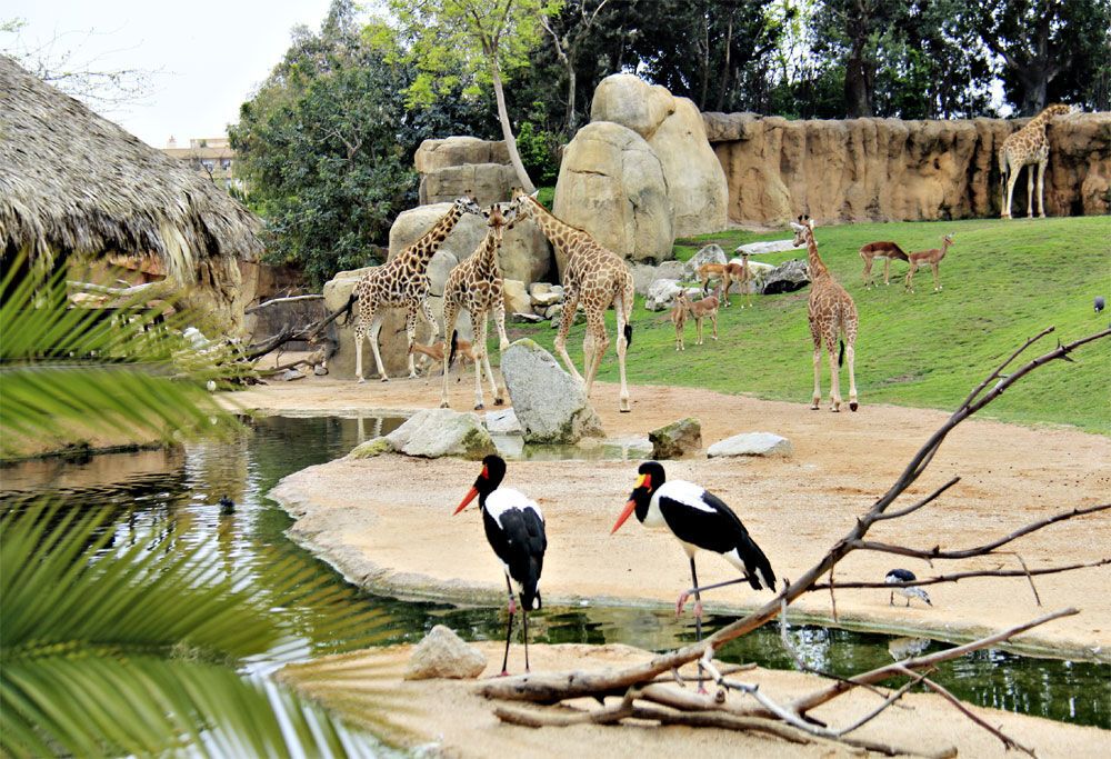 В мире животных: топ-12 лучших зоопарков планеты