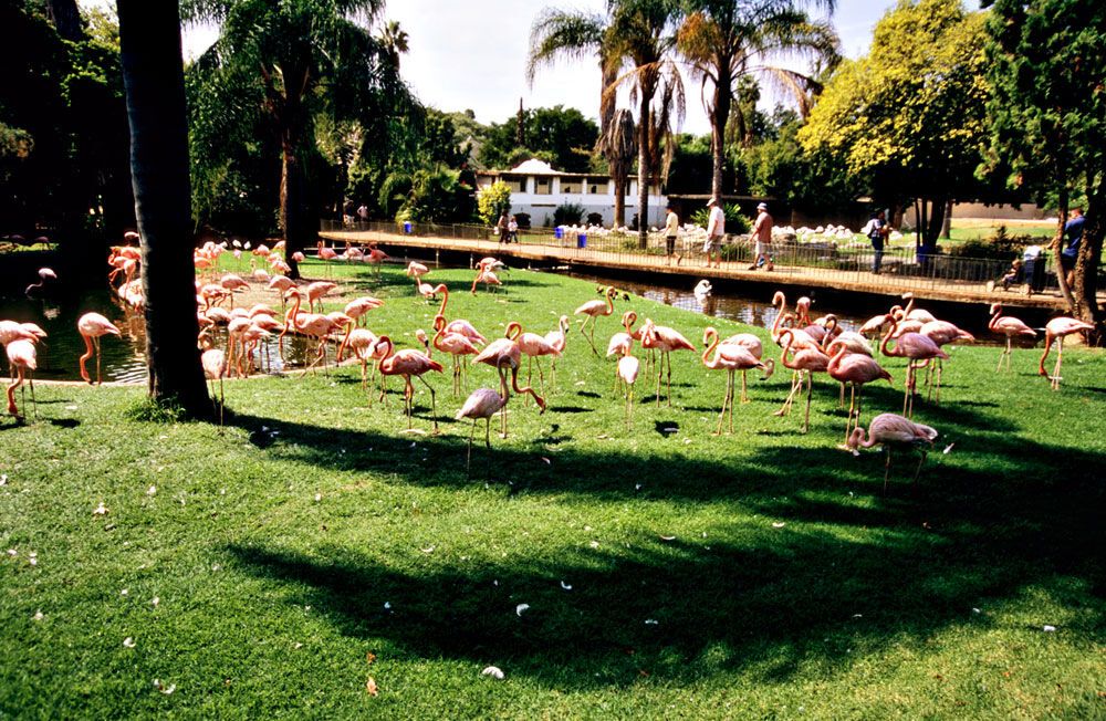 В мире животных: топ-12 лучших зоопарков планеты