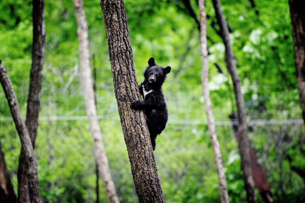 В мире животных: топ-12 лучших зоопарков планеты