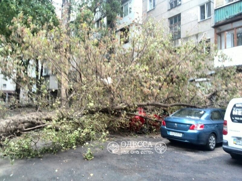 Деревопад, руйнування і потопи: на Одещину обрушився шторм