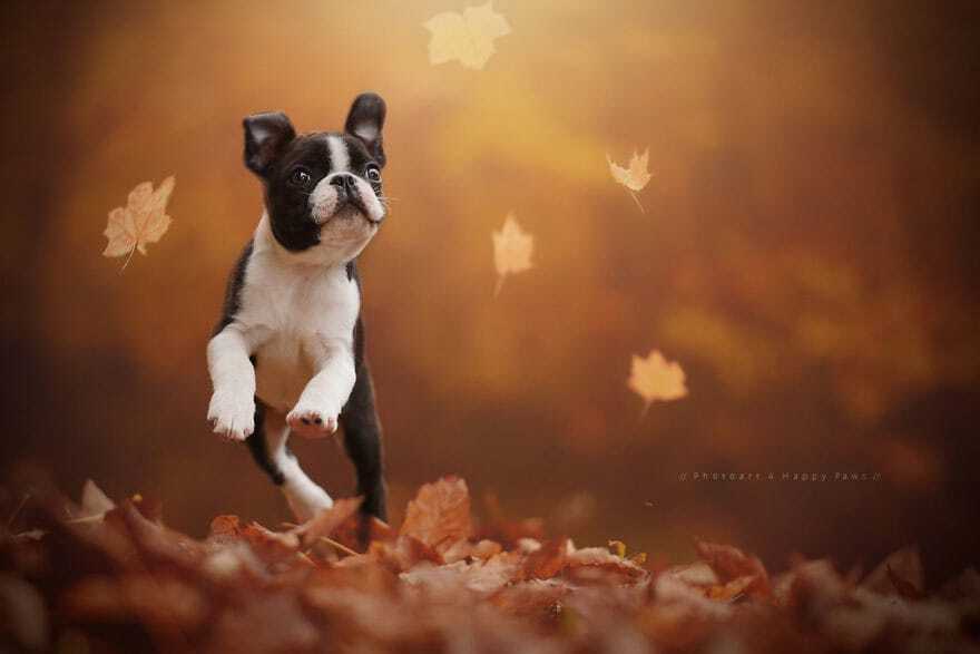 Атмосферные фото собак, которые обожают осень