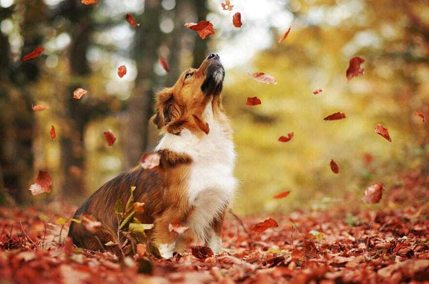 Атмосферные фото собак, которые обожают осень