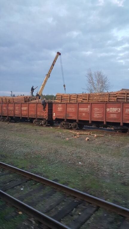 В Карпатах он хотя бы есть: очевидцы показали вырубку леса на Луганщине