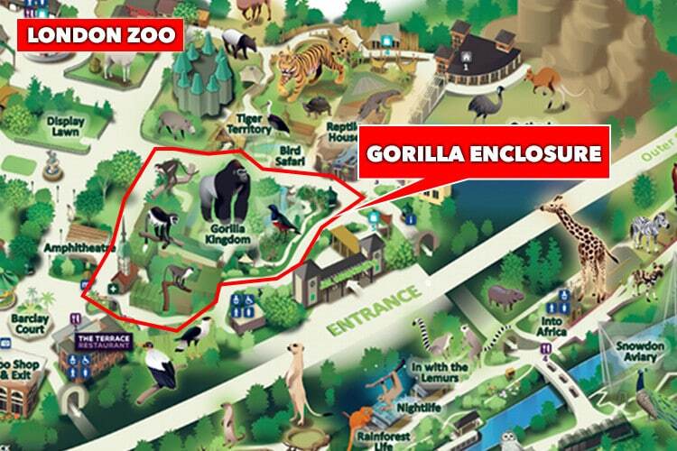 В лондонском зоопарке горилла разбила стекло вольера и сбежала