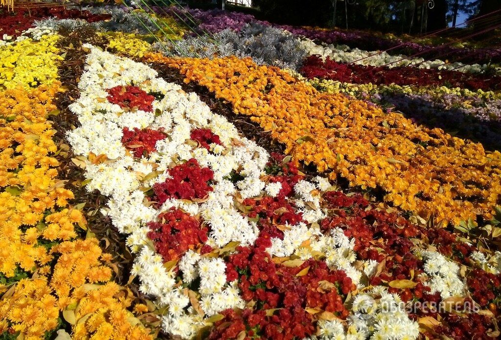 Выставка хризантем: в киевском парке зазвучали "мелодии осени"
