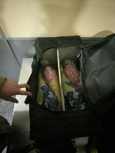 В "Борисполе" пограничники нашли в сумке пассажиров "упакованных соколов"