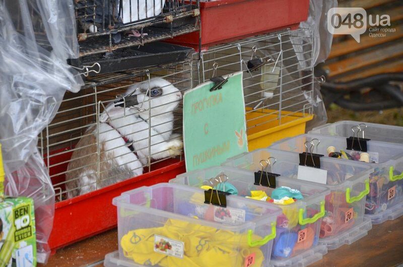 Отомстили за кролика: в одесском парке "трусили" эксплуататоров животных