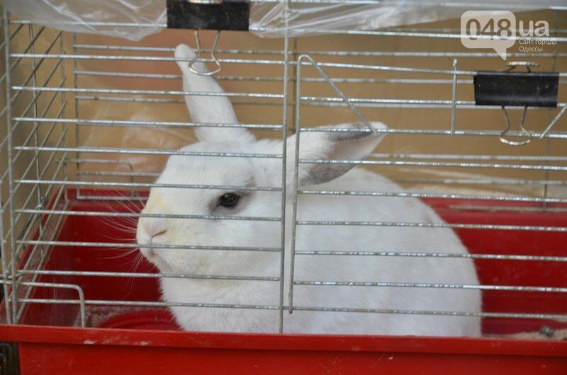 Отомстили за кролика: в одесском парке "трусили" эксплуататоров животных