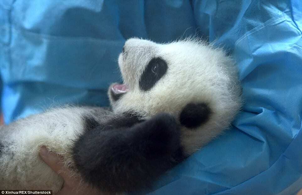 З'явилися знімки із дитячого садочка для панд у Китаї