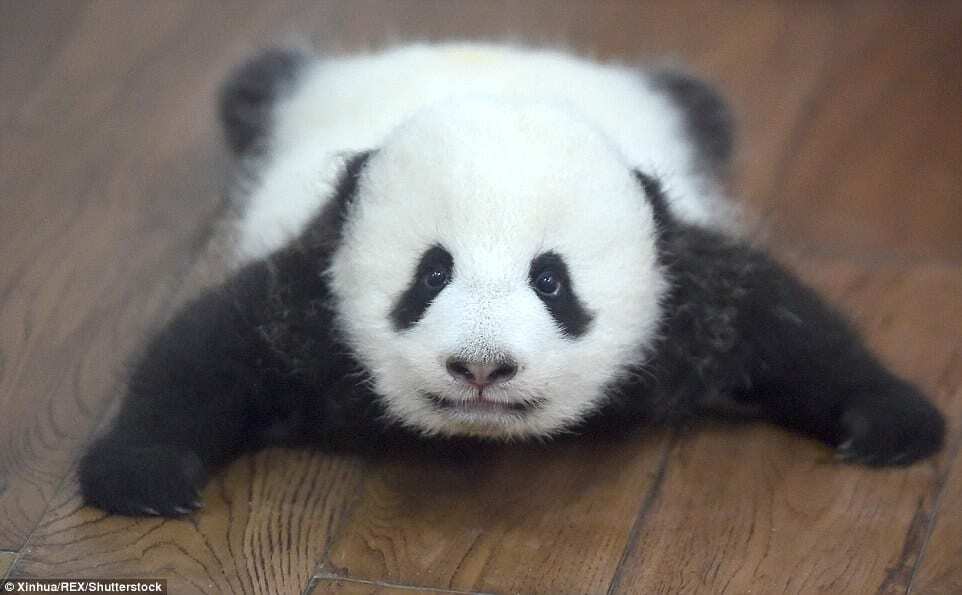 Милые малыши: появились снимки из детского сада для панд в Китае. Опубликованы фото и видео