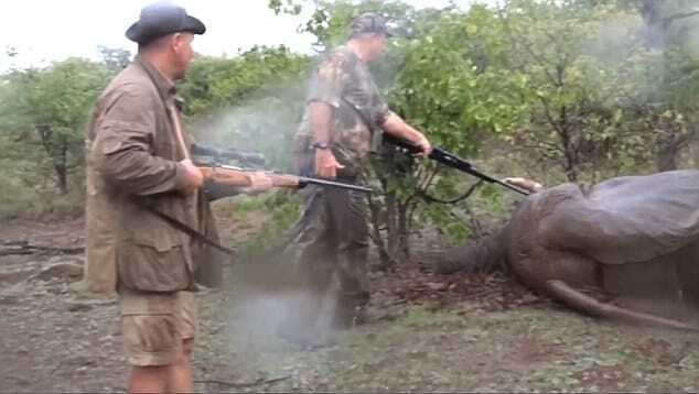 Известный французский футболист зверски убил слона: будоражащее видео