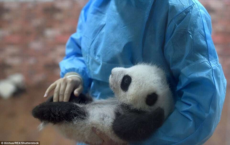 Милые малыши: появились снимки из детского сада для панд в Китае. Опубликованы фото и видео