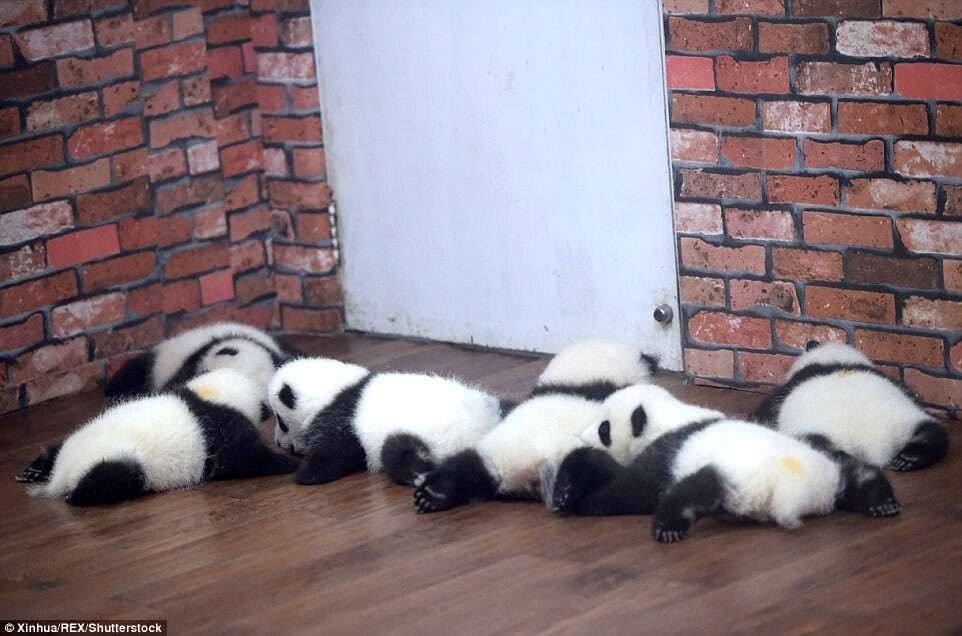 З'явилися знімки із дитячого садочка для панд у Китаї