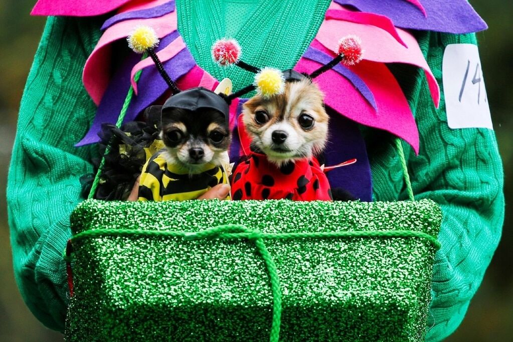 Собачий Хеллоуін: у Нью-Йорку смішно одягнули тварин до свята