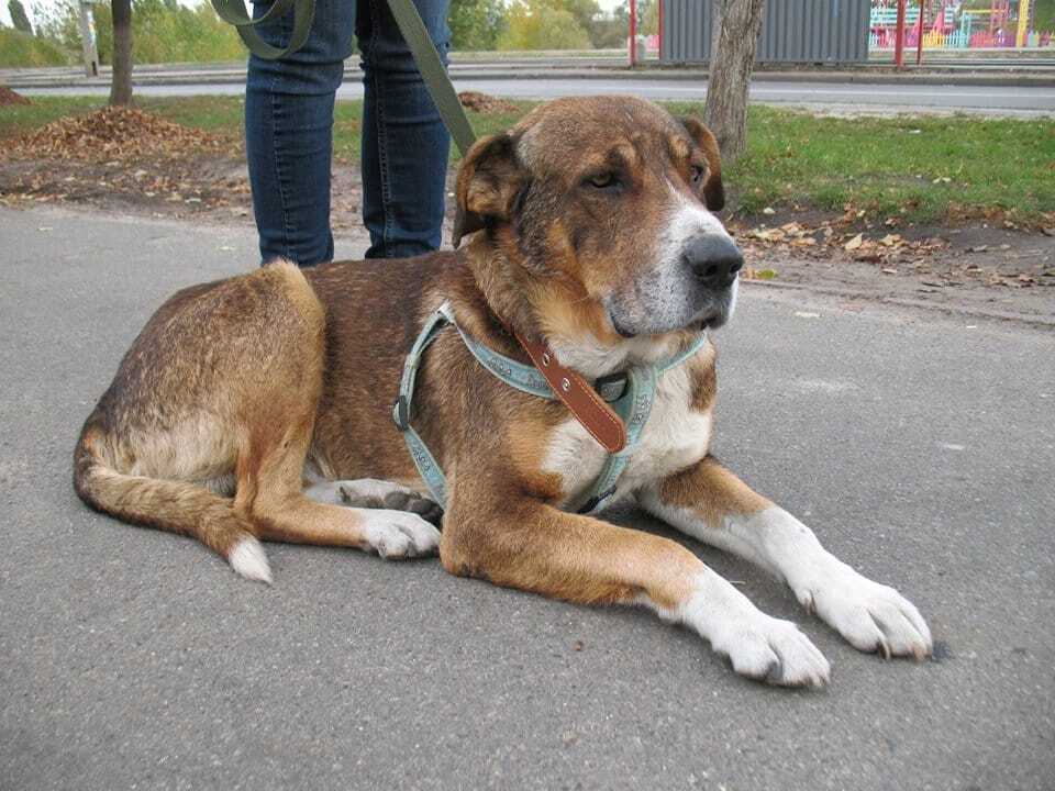 Выбросили, как хлам: киевлянка попросила помощи для лечения старого пса