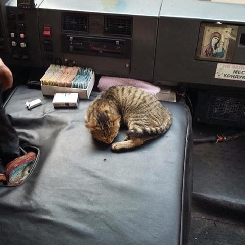 Спит рядом с кассой: в киевской маршрутке заметили кота