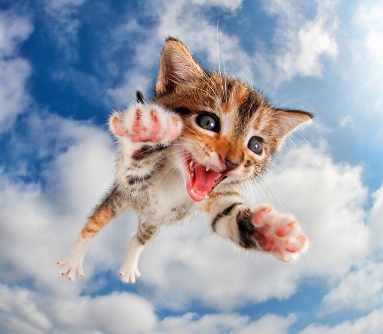 Котята в полете: забавные и милые фото