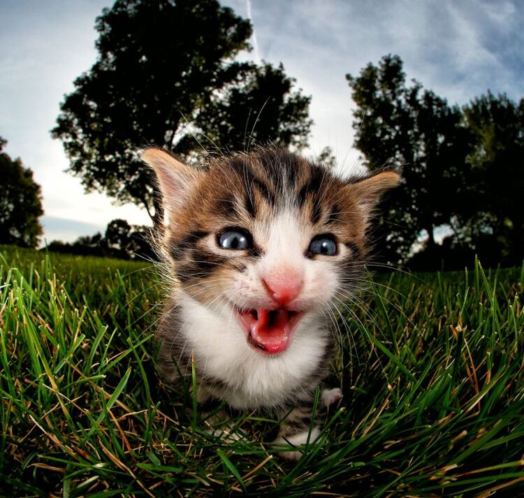 Котята в полете: забавные и милые фото