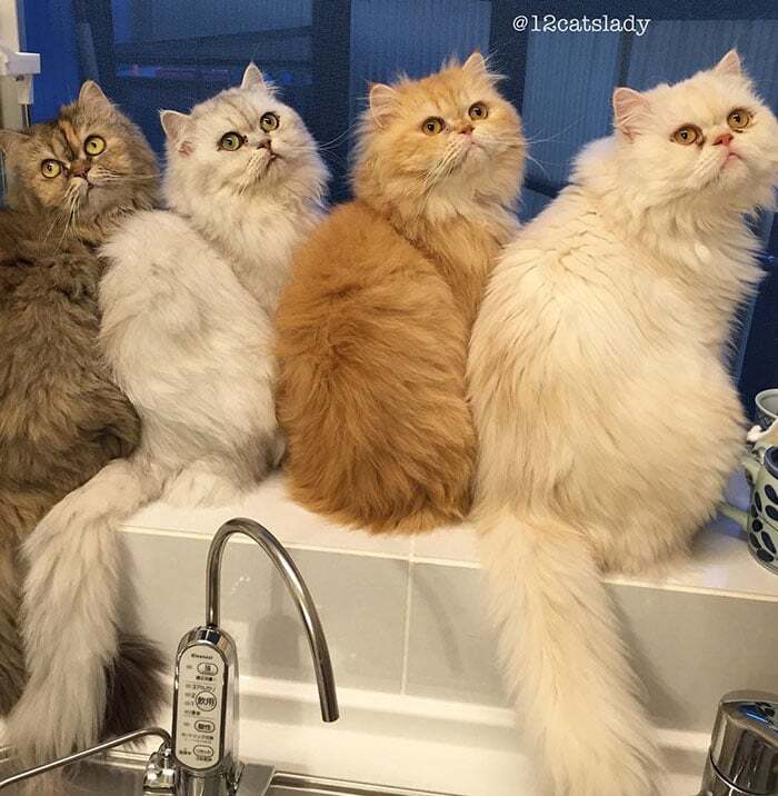Кошачья мама: владелица 12 персидских кошек покорила Instagram снимками любимцев