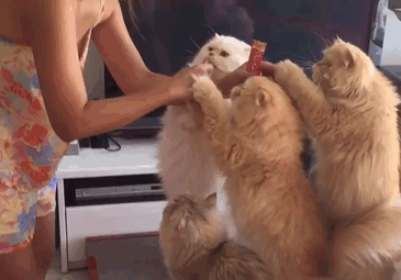 Кошачья мама: владелица 12 персидских кошек покорила Instagram снимками любимцев