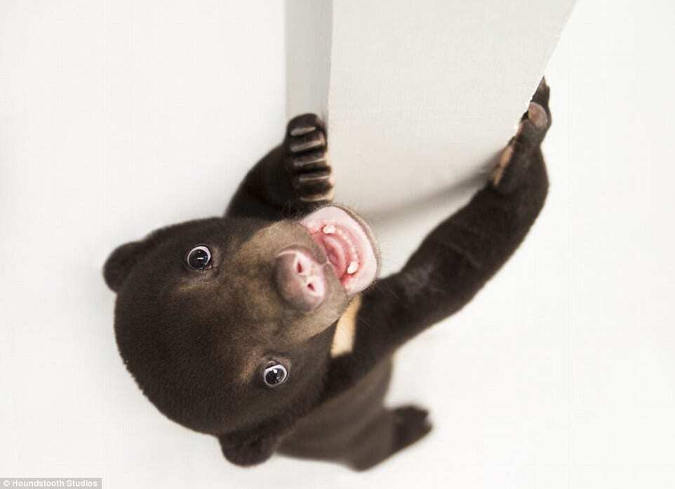 Фотосессия "самого милого медведя на свете" восхитила пользователей сети