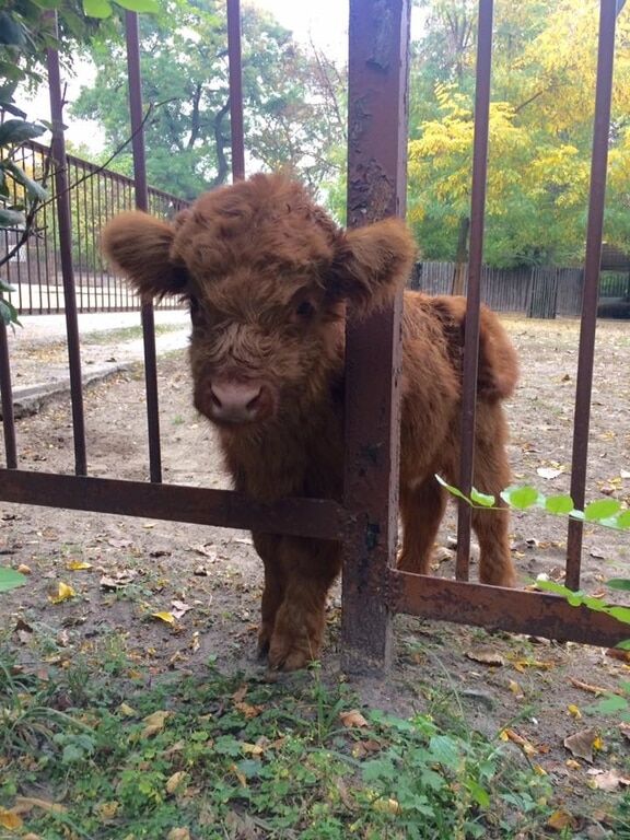 В киевском зоопарке появился забавный теленок