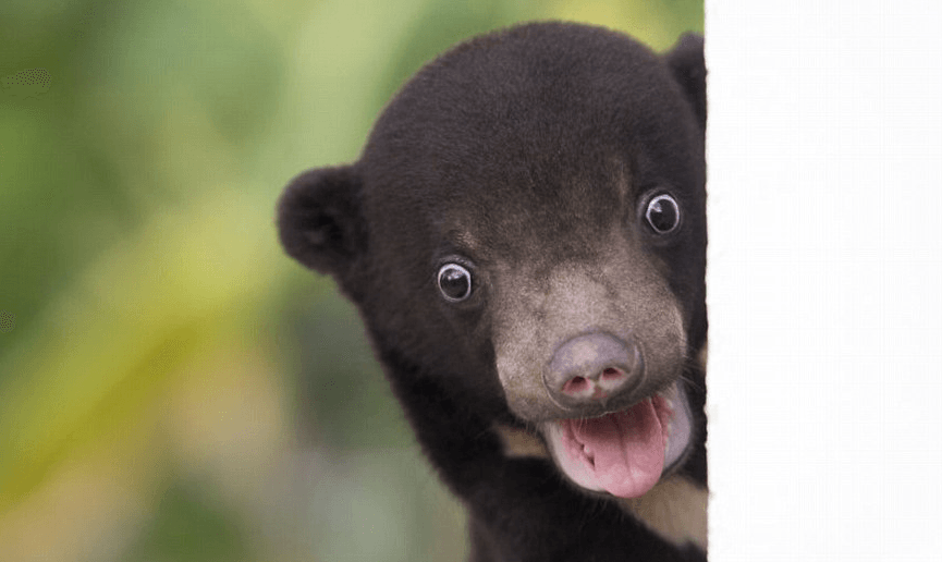 Фотосессия "самого милого медведя на свете" восхитила пользователей сети