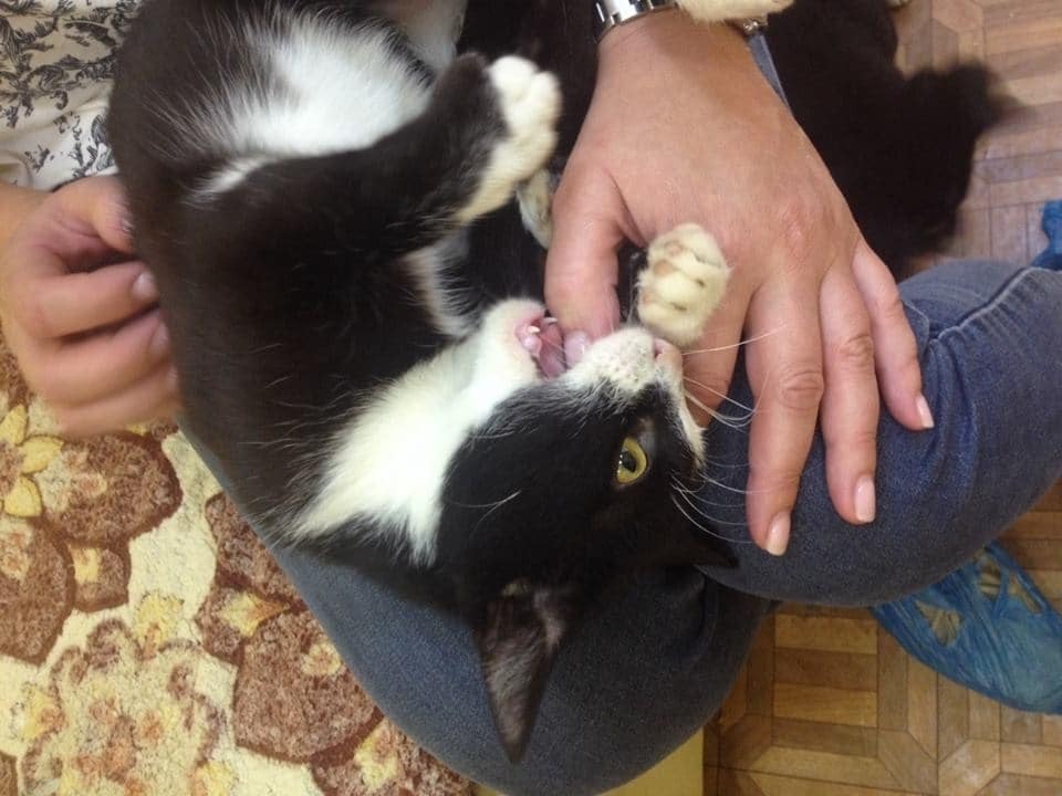 "Была отдушиной для ребят": в сети попросили помочь кошке, спасенной из зоны АТО. Опубликованы фото