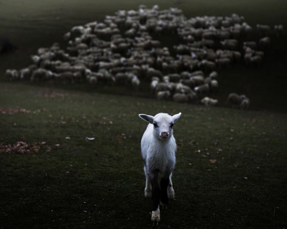 Как живут итальянские пастухи: колоритные фото бывшего горожанина