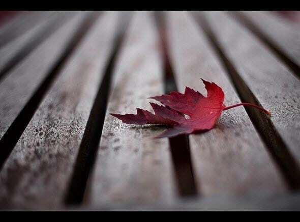 Очей очарованье: атмосферные фото осенней природы