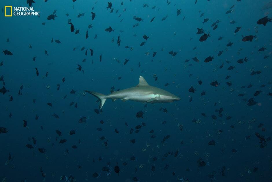 Падение лавы в океан и восхождение к звездам: National Geographic опубликовал очаровательные снимки мира природы