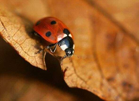 Очей очарованье: атмосферные фото осенней природы