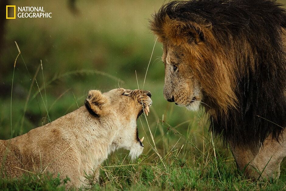 Падение лавы в океан и восхождение к звездам: National Geographic опубликовал очаровательные снимки мира природы